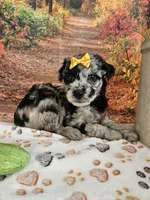 Shiloh, a female Aussiedoodle for sale in Lebanon, MO – 9 of 9
