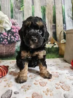 Elsa, a female Cavapoo for sale in Lebanon, MO – 9 of 9