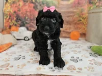 Sheena, a female Aussiedoodle for sale in Lebanon, MO – 10 of 10