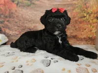 Sadie, a female Aussiedoodle for sale in Lebanon, MO – 9 of 9