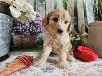 Esther, a female Cavapoo for sale in Lebanon, MO – 2 of 10