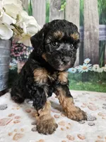 Elsa, a female Cavapoo for sale in Lebanon, MO – 2 of 9