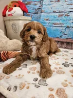 Isabell, a female Cavapoo for sale in Lebanon, MO – 2 of 10