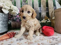 Esther, a female Cavapoo for sale in Lebanon, MO – 1 of 10