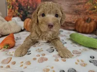Samuel, a male Aussiedoodle for sale in Lebanon, MO – 2 of 10