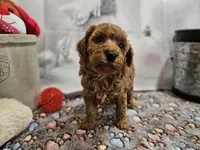 AKC Sofie, a female Poodle - Miniature  for sale in Lebanon, MO – Photo 4 of 10