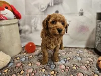 AKC Sofie, a female Poodle - Miniature  for sale in Lebanon, MO – Photo 5 of 10