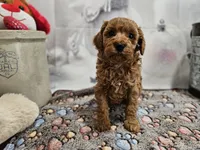 AKC Sofie, a female Poodle - Miniature  for sale in Lebanon, MO – Photo 10 of 10