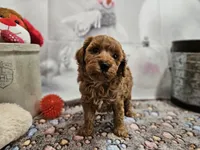 AKC Sofie, a female Poodle - Miniature  for sale in Lebanon, MO – Photo 2 of 10