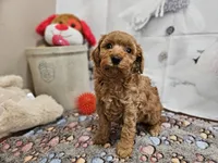 AKC Sofie, a female Poodle - Miniature  for sale in Lebanon, MO – Photo 8 of 10