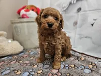 AKC Sofie, a female Poodle - Miniature  for sale in Lebanon, MO – Photo 9 of 10