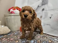 AKC Sofie, a female Poodle - Miniature  for sale in Lebanon, MO – Photo 3 of 10