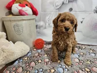 AKC Sofie, a female Poodle - Miniature  for sale in Lebanon, MO – Photo 6 of 10