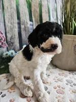 Elias, a male Cavapoo for sale in Lebanon, MO – 7 of 9