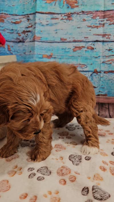 Isabell, a female Cavapoo for sale in Lebanon, MO – 6 of 10