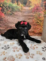 Sadie, a female Aussiedoodle for sale in Lebanon, MO – 4 of 9
