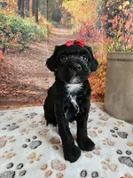 Sadie, a female Aussiedoodle for sale in Lebanon, MO – 2 of 9
