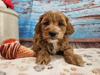Isabell, a female Cavapoo for sale in Lebanon, MO – 7 of 10