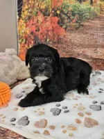 Sal, a male Aussiedoodle for sale in Lebanon, MO – 6 of 10