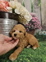 AKC - Heidi, a female Poodle - Miniature  for sale in Lebanon, MO – 7 of 9