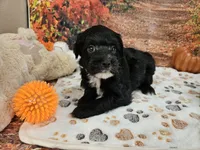 Sal, a male Aussiedoodle for sale in Lebanon, MO – 8 of 10