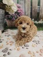 AKC- Holly, a female Poodle - Miniature  for sale in Lebanon, MO – 3 of 10