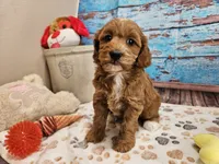 Isabell, a female Cavapoo for sale in Lebanon, MO – 5 of 10