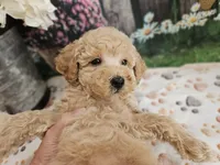 AKC - Hank, a male Poodle - Miniature  for sale in Lebanon, MO – 9 of 10