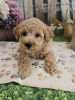 AKC - Hank, a male Poodle - Miniature  for sale in Lebanon, MO – 5 of 10