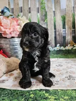 Elmer, a male Cavapoo for sale in Lebanon, MO – 4 of 10
