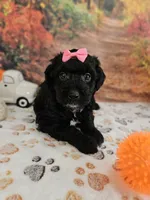 Sheena, a female Aussiedoodle for sale in Lebanon, MO – 1 of 10
