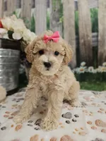 AKC - Hannah, a female Poodle - Miniature  for sale in Lebanon, MO – 10 of 10