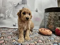 processed/c4e8f2e8-52d8-422d-a288-6cf4d1658983/listing/80f47c57-6536-4a7d-acfd-8d2264e7f4f8/1952ff24-13fc-4498-b64a-9c600d3de908