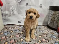 processed/c4e8f2e8-52d8-422d-a288-6cf4d1658983/listing/80f47c57-6536-4a7d-acfd-8d2264e7f4f8/4cf2a956-3004-413d-b8c0-ca4042a555c4