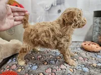 processed/c4e8f2e8-52d8-422d-a288-6cf4d1658983/listing/80f47c57-6536-4a7d-acfd-8d2264e7f4f8/f8847f54-84f1-4a46-acc9-4ab35d2faec1