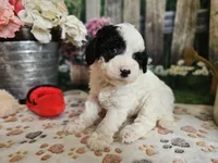 Ellie, a female Cavapoo for sale in Lebanon, MO – 5 of 10