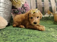 AKC - Heidi, a female Poodle - Miniature  for sale in Lebanon, MO – 3 of 9