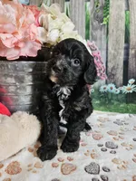 Elmer, a male Cavapoo for sale in Lebanon, MO – 10 of 10
