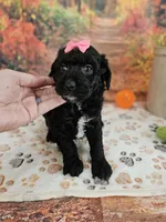Sheena, a female Aussiedoodle for sale in Lebanon, MO – 6 of 10
