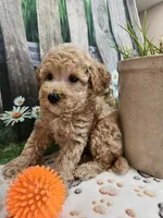 AKC - Hank, a male Poodle - Miniature  for sale in Lebanon, MO – 7 of 10