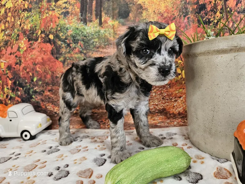 Shiloh – Aussiedoodle puppy for sale in Lebanon, MO