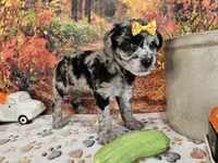 Shiloh, a female Aussiedoodle for sale in Lebanon, MO – 1 of 9