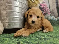 AKC - Heidi, a female Poodle - Miniature  for sale in Lebanon, MO – 4 of 9
