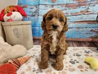 Isabell, a female Cavapoo for sale in Lebanon, MO – 4 of 10