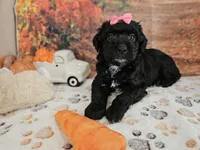 Sheena, a female Aussiedoodle for sale in Lebanon, MO – 5 of 10