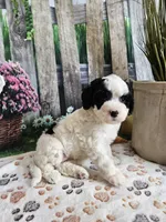 Ellie, a female Cavapoo for sale in Lebanon, MO – 7 of 10