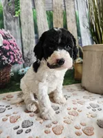 Elias, a male Cavapoo for sale in Lebanon, MO – 6 of 9