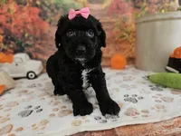 Sheena, a female Aussiedoodle for sale in Lebanon, MO – 4 of 10