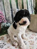 Elias, a male Cavapoo for sale in Lebanon, MO – 2 of 9