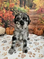 Seth, a male Aussiedoodle for sale in Lebanon, MO – 8 of 10